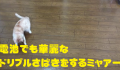 電池でも華麗なドリブルさばきをするミャアー